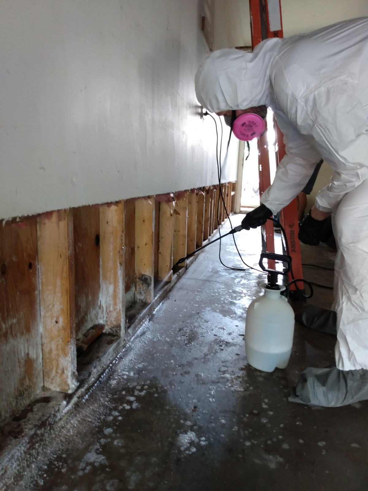 Ortonville Garage Ceiling Mold Remediation Reliable Restoration Services